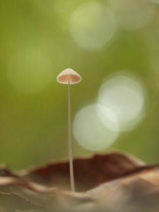 ベッキー「下ネタ解禁」で“エロベッキー”化を決意!? 『しくじり先生』出演も…