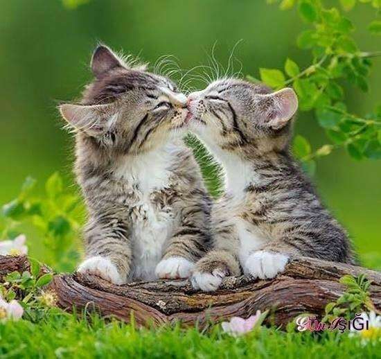 ファーストキスはいつ、どんなシチュエーションでしたか?