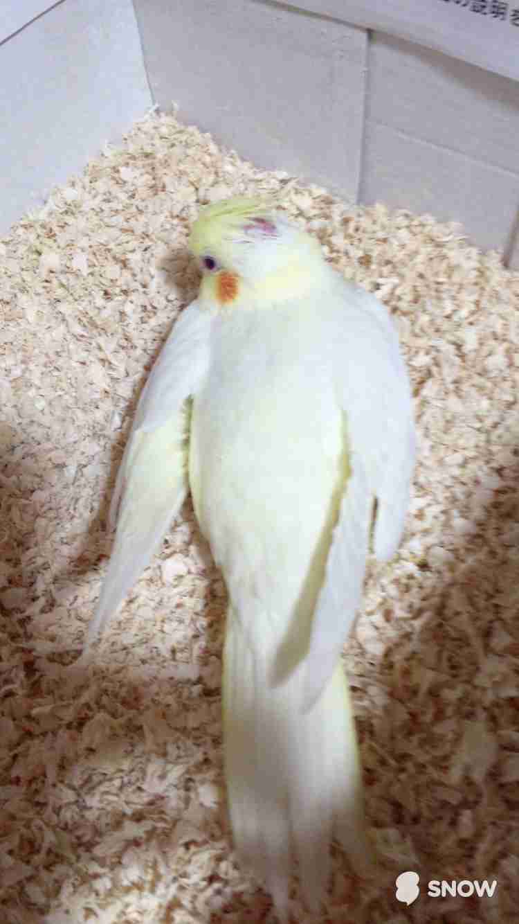 ペットを溺愛してる方