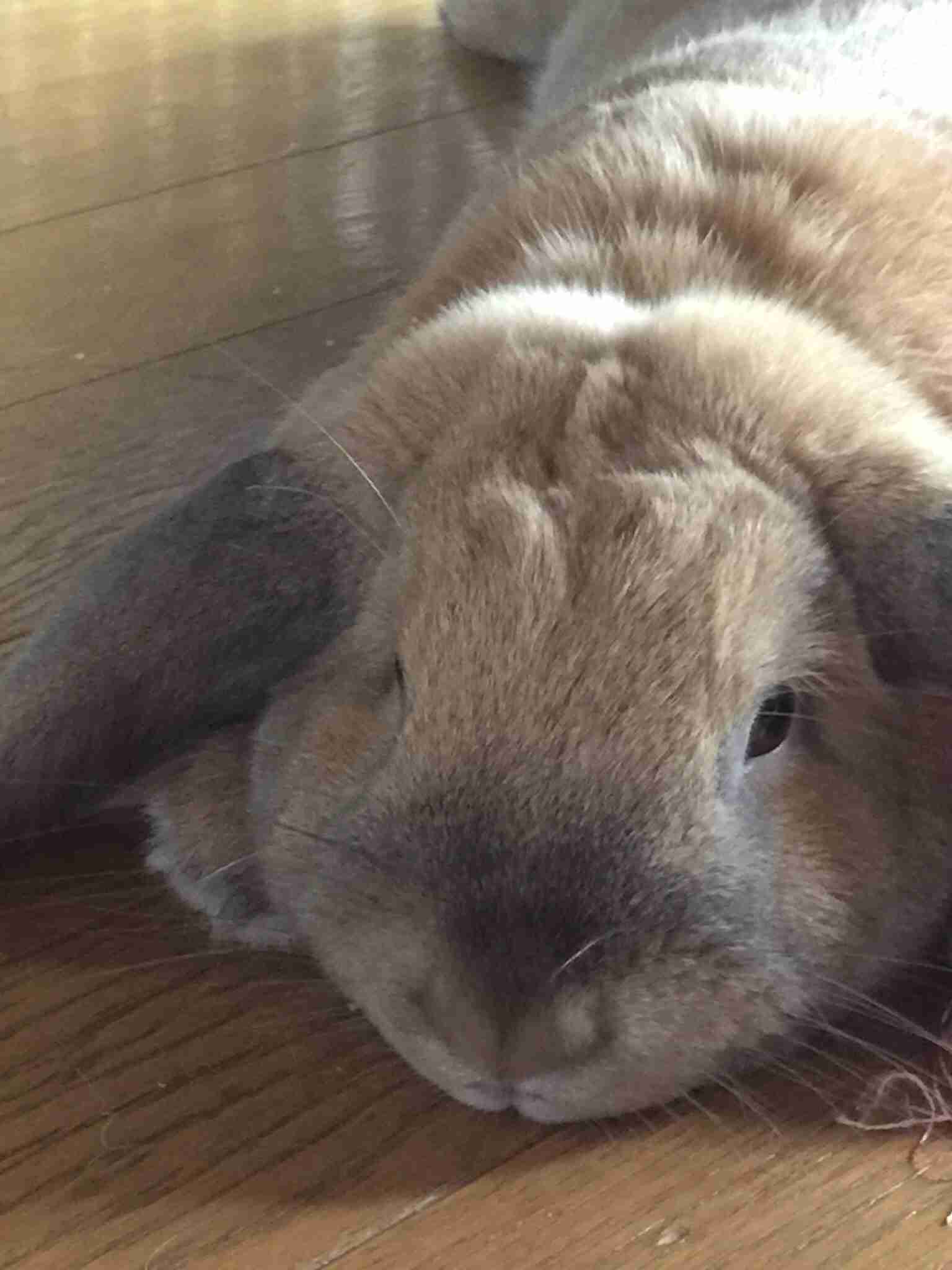ペットを溺愛してる方