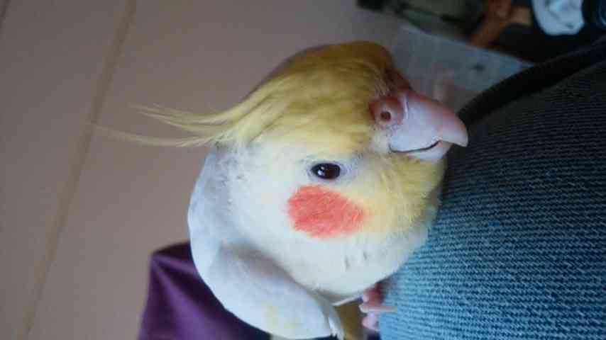 ペットを溺愛してる方