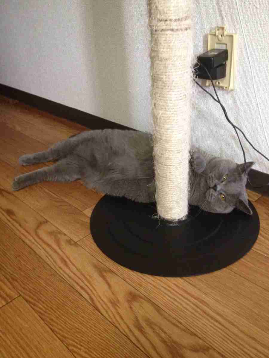 ペットを溺愛してる方