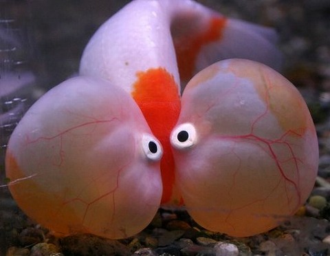 かわいいと思えない動物。