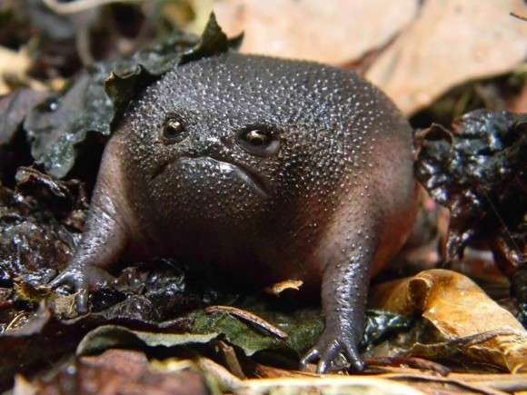 かわいいと思えない動物。