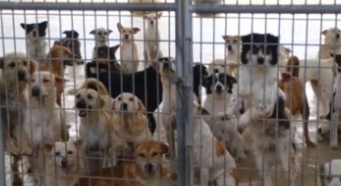 「犬の鳴き声うるさい」チェーンソーを持って向かいの住宅の敷地に入り夫婦を脅した男を逮捕