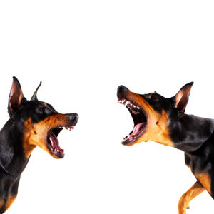 「犬の鳴き声うるさい」チェーンソーを持って向かいの住宅の敷地に入り夫婦を脅した男を逮捕