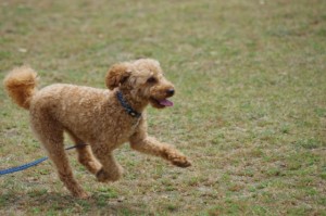 「犬の鳴き声うるさい」チェーンソーを持って向かいの住宅の敷地に入り夫婦を脅した男を逮捕