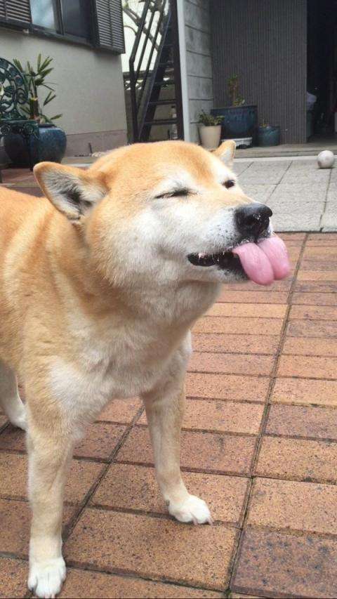 【実況・感想】土曜プレミアム・ほんとにあった怖い話　夏の特別編2016