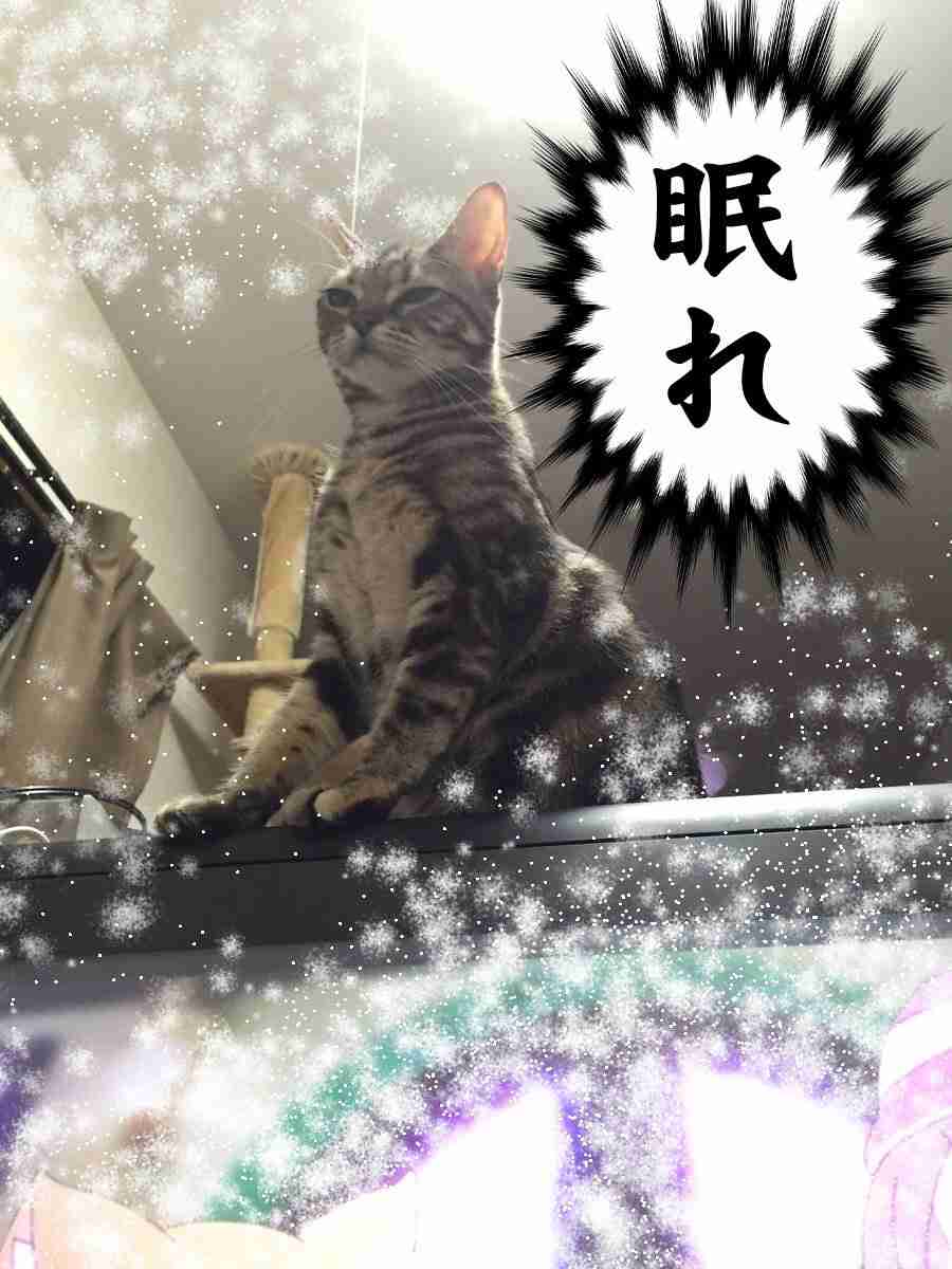 ペットが亡くなった悲しみをどう乗り越えましたか？