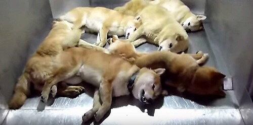 動物苦手な人居ますか?