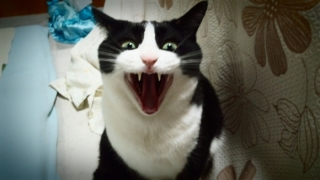 動物苦手な人居ますか?