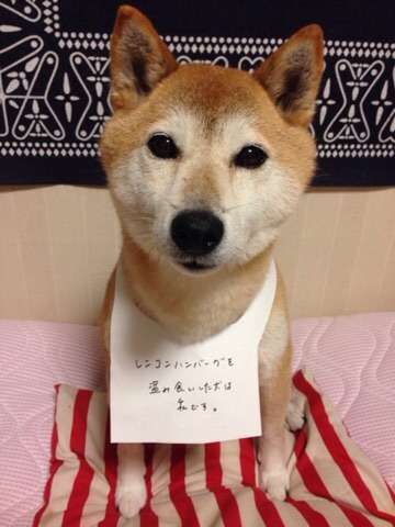 動物苦手な人居ますか?