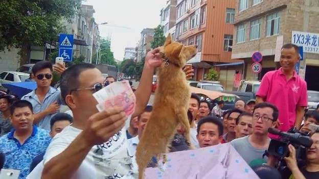 動物苦手な人居ますか?