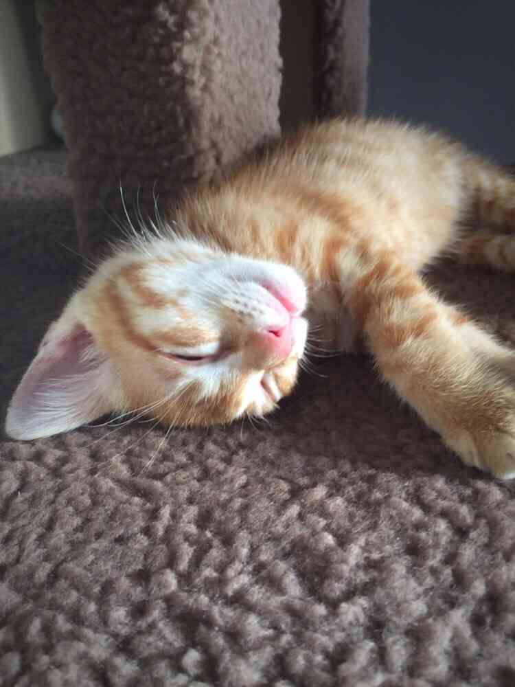 【画像】眠っている動物たち