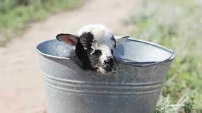 【画像】眠っている動物たち
