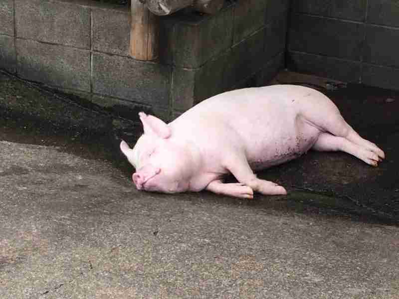 【画像】眠っている動物たち