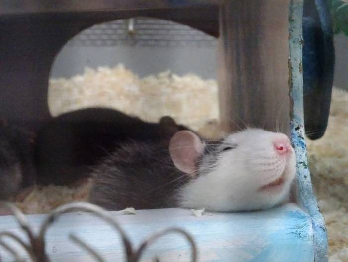【画像】眠っている動物たち