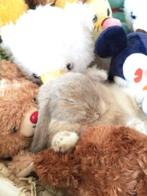 【画像】眠っている動物たち