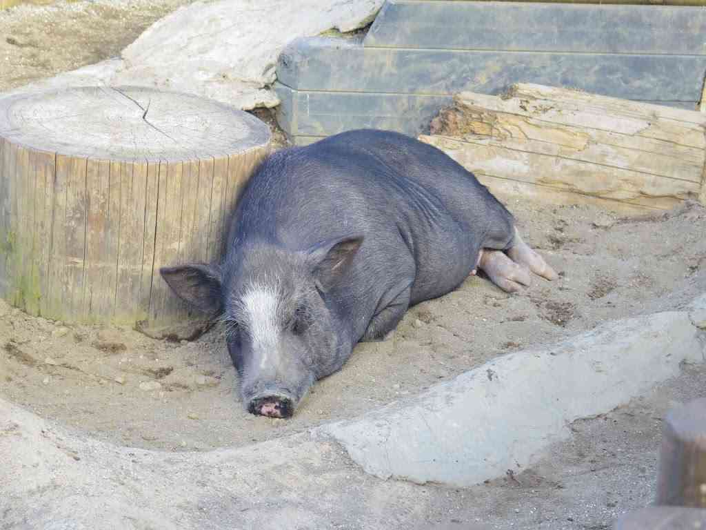 【画像】眠っている動物たち