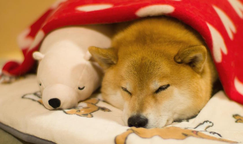 【画像】眠っている動物たち
