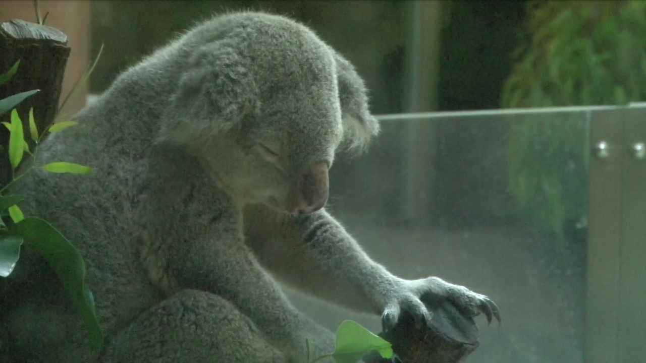 【画像】眠っている動物たち