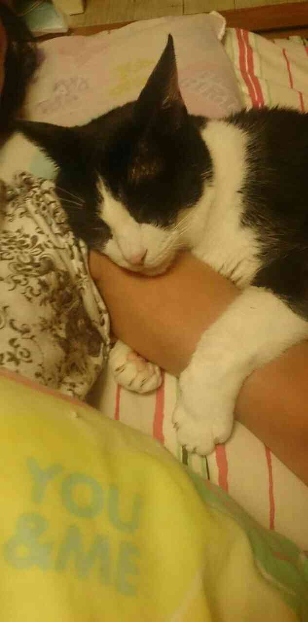 【画像】眠っている動物たち