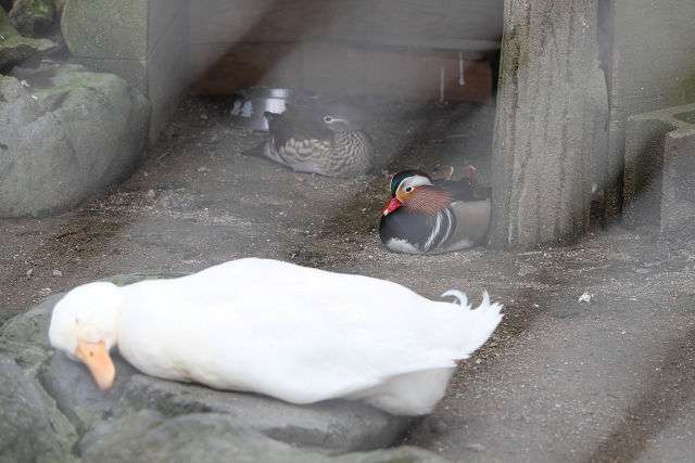 【画像】眠っている動物たち