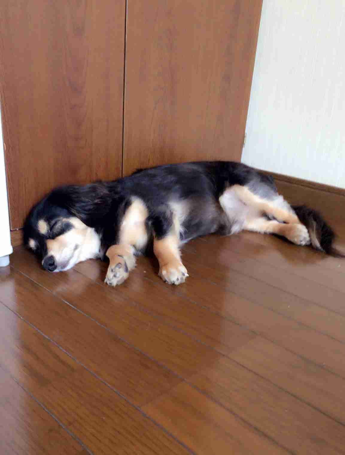 【画像】眠っている動物たち