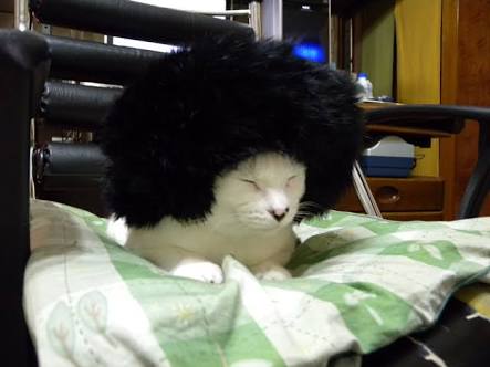 【画像】眠っている動物たち