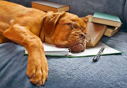 【画像】眠っている動物たち