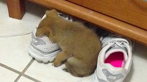 【画像】眠っている動物たち