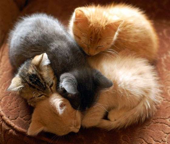 【画像】眠っている動物たち