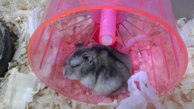 【画像】眠っている動物たち