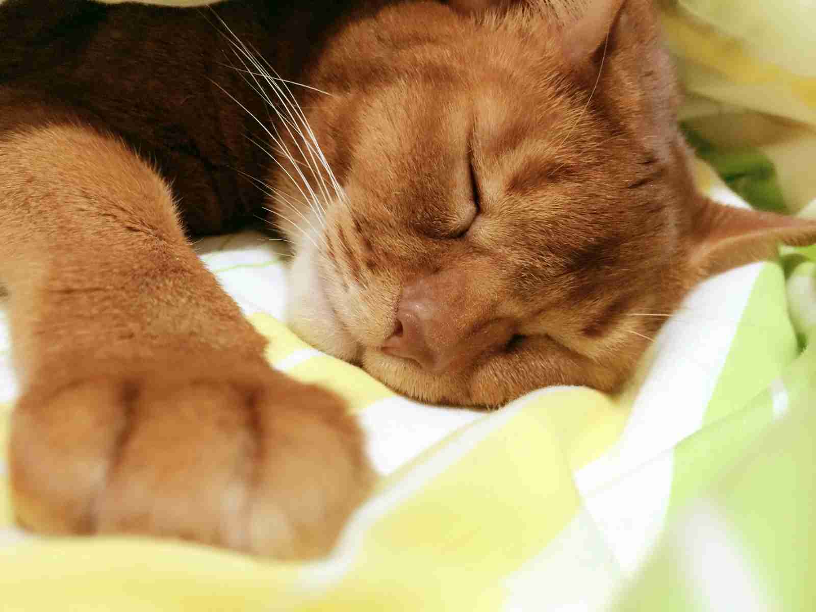 【画像】眠っている動物たち