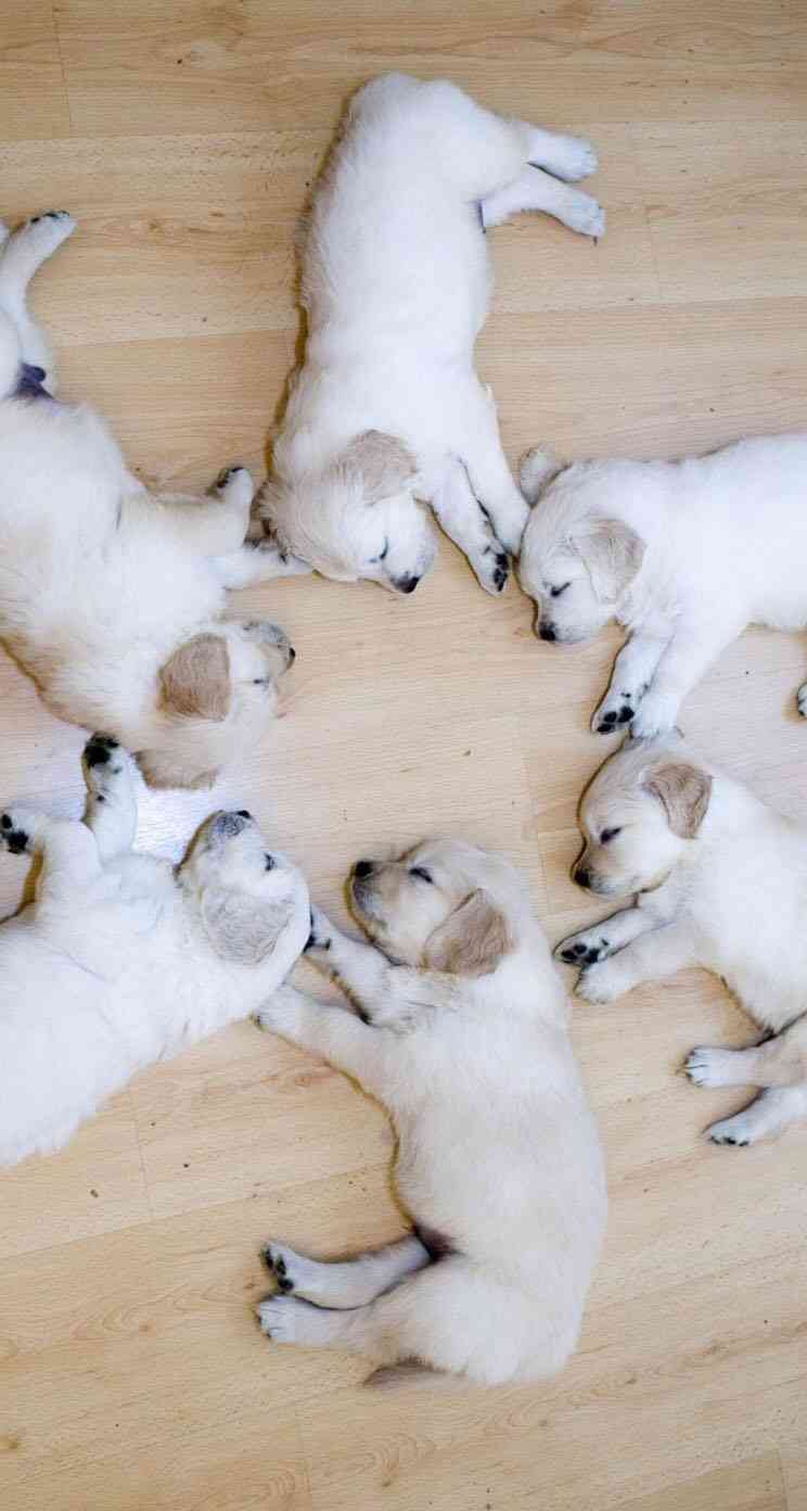 【画像】眠っている動物たち