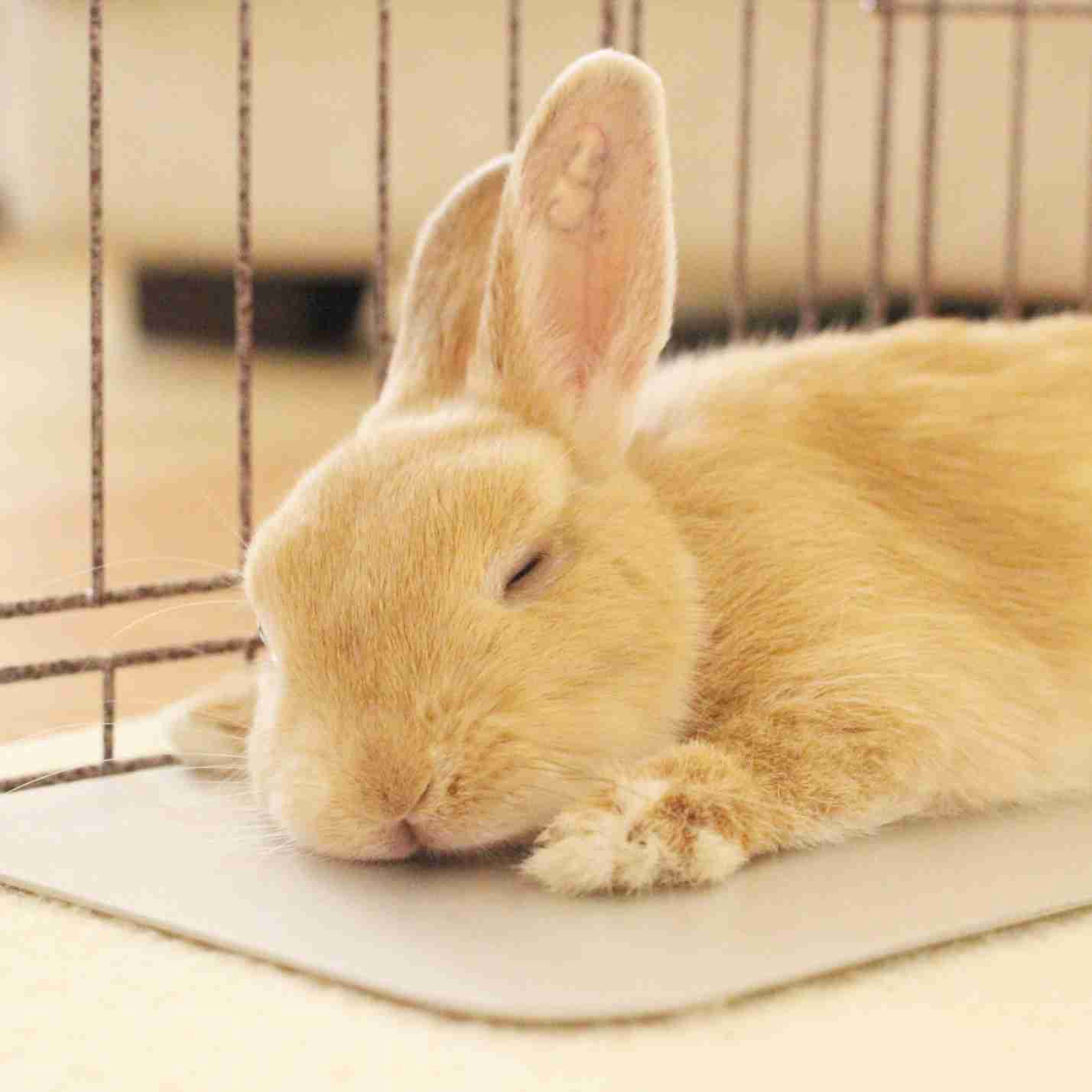 【画像】眠っている動物たち
