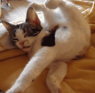 【画像】眠っている動物たち