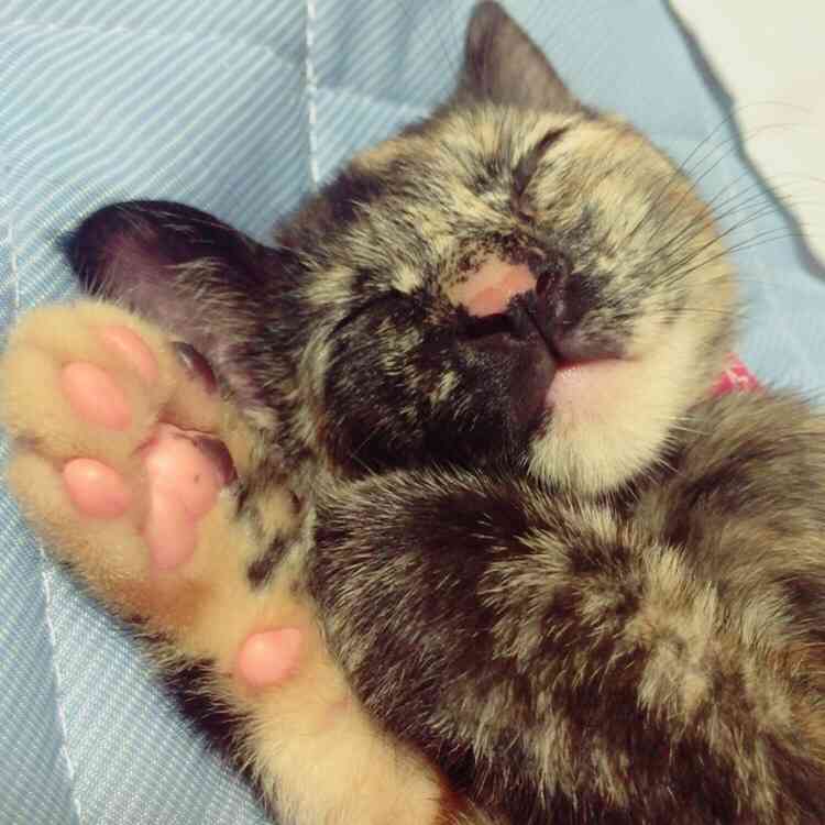 【画像】眠っている動物たち