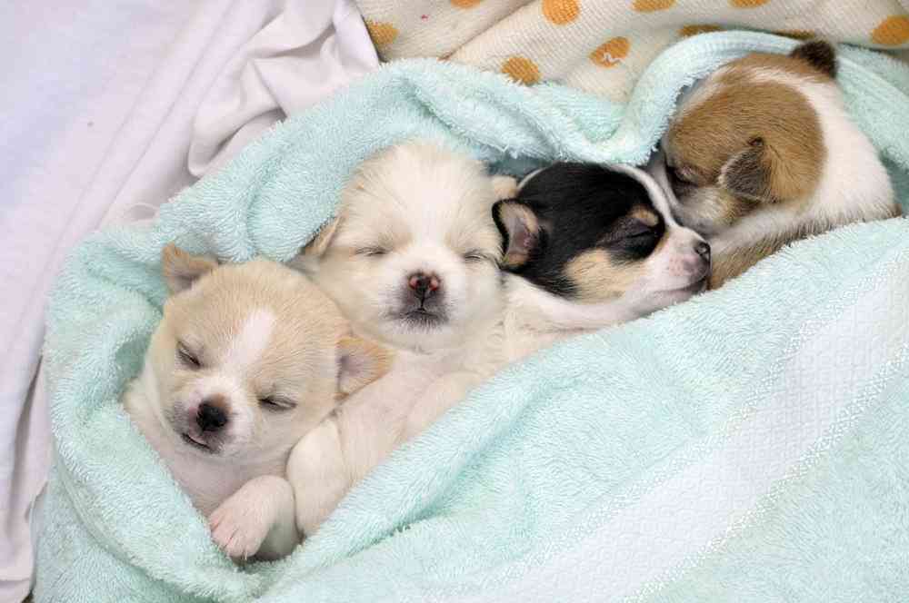 【画像】眠っている動物たち