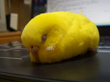【画像】眠っている動物たち