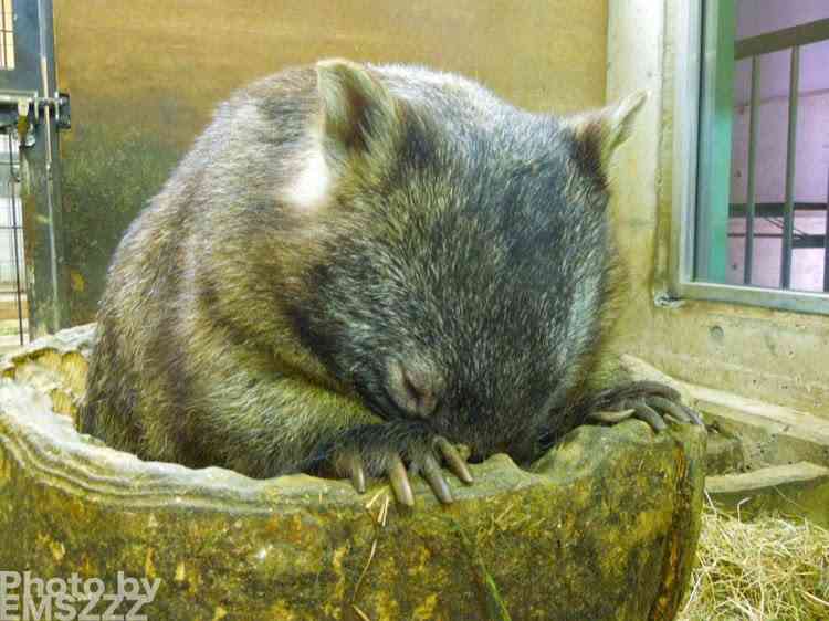【画像】眠っている動物たち