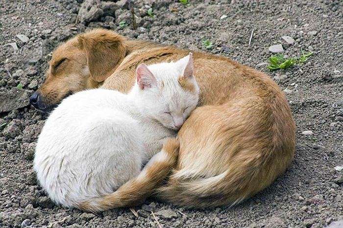 【画像】眠っている動物たち