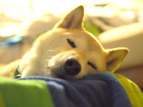【画像】眠っている動物たち