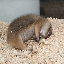 【画像】眠っている動物たち