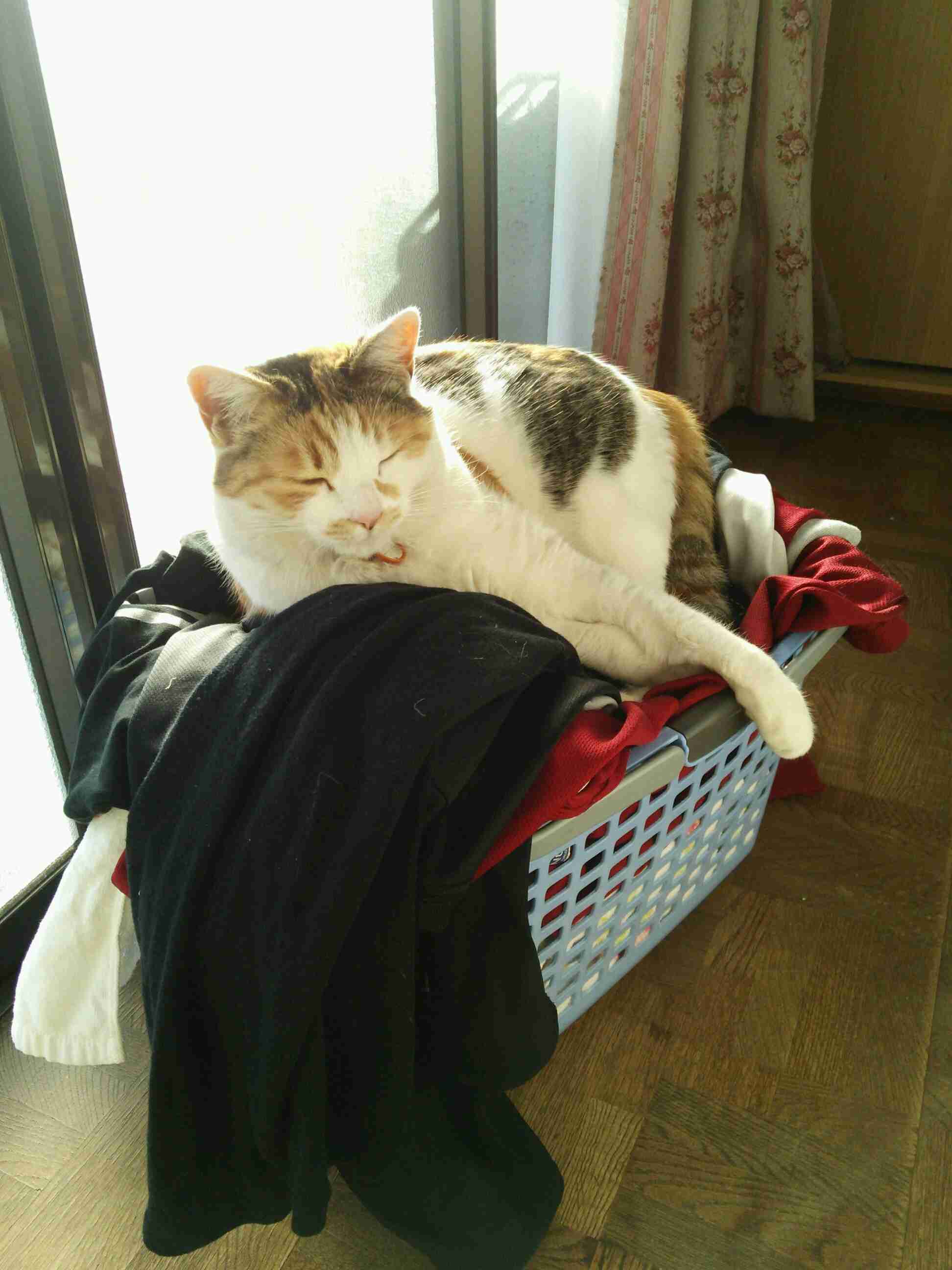 【画像】眠っている動物たち