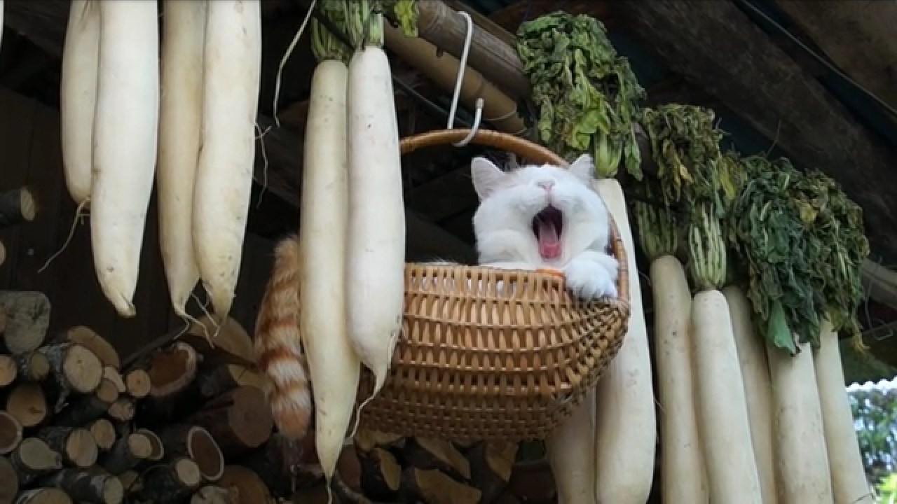 【画像】眠っている動物たち