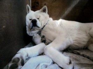 【画像】眠っている動物たち