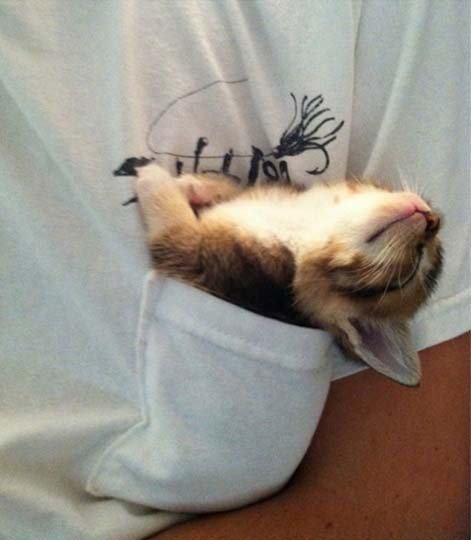 【画像】眠っている動物たち