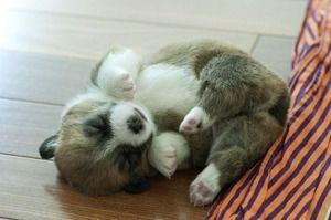 【画像】眠っている動物たち