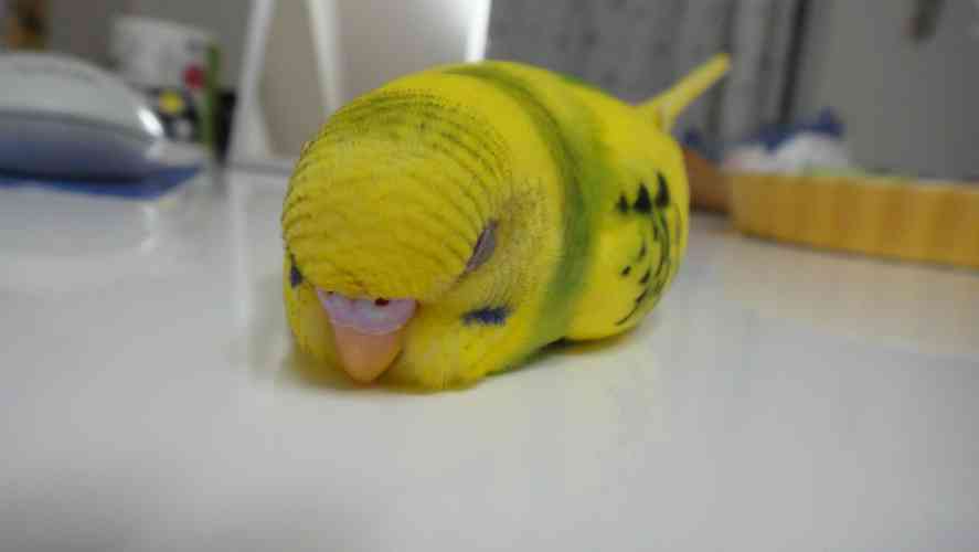 【画像】眠っている動物たち